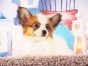 パピヨン1-4