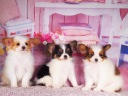 パピヨン1-4