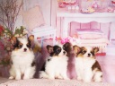 パピヨン1-5