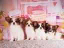 パピヨン1-3