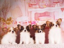 パピヨン1-4