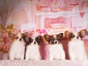 パピヨン1-5