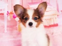 パピヨン3-5